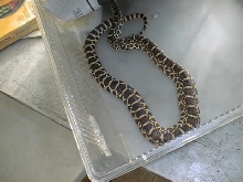 06 female kankakee x axanthic